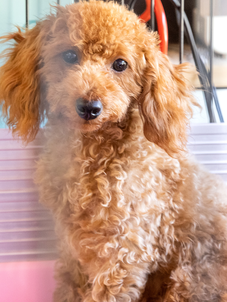 ドッグサロンCute｜中間市岩瀬西町で子犬販売も行うドッグサロン